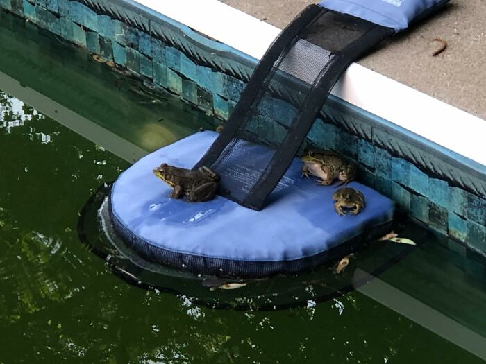  Your Swimming Pool's Career As The Villain In A Tiny Animal Horror Movie Is Over With A Floating Animal Rescue Ramp 