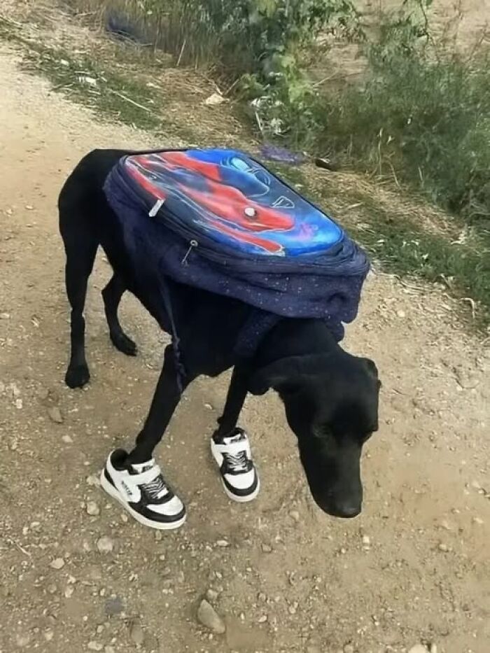 Black dog wearing sneakers and a colorful backpack on a dirt path, one of the pics that go hard and people liked most.