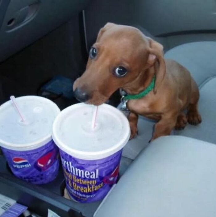 Cute puppy sipping from a straw in a car cupholder, one of the pics that go hard and people liked the most.
