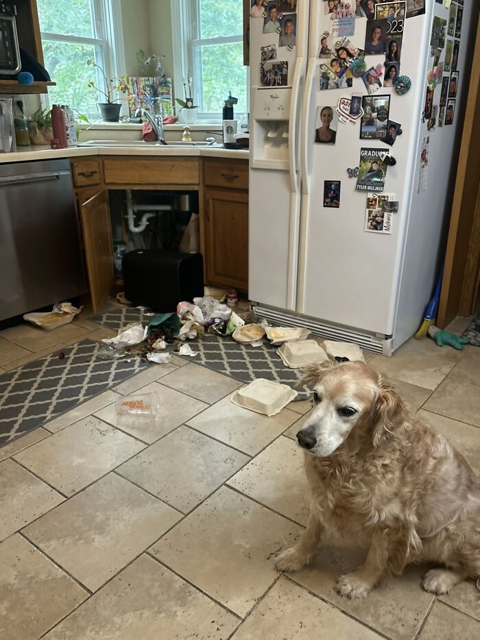 Golden retriever sitting next to mess of torn trash bags and scattered garbage in kitchen, capturing awkward pet moment.