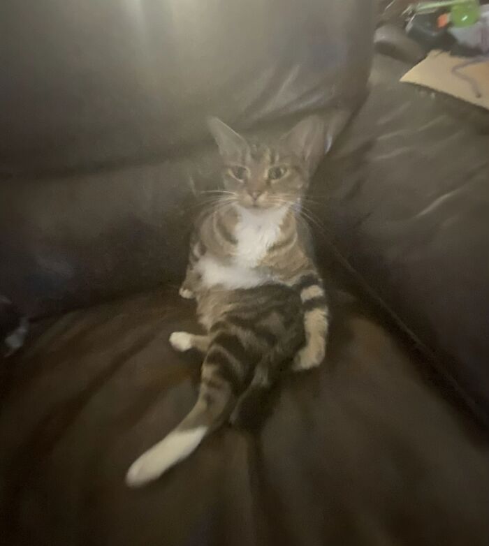 Tabby cat sitting awkwardly on a brown leather couch, capturing one of the most awkward photos of pets shared online.
