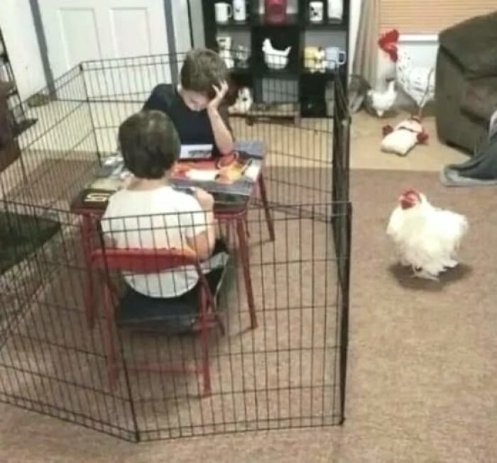 Two kids sitting at a small table inside a fenced area with a white chicken walking nearby in a living room setting.