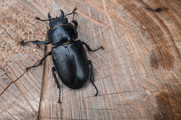 Close-up of a black beetle on textured wooden surface illustrating stories from people who messed up once.