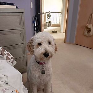 ashleyvacanti avatar