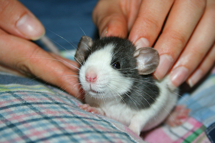 Close-up of a small rat being gently held, showcasing one of the smartest animals ever studied according to science.
