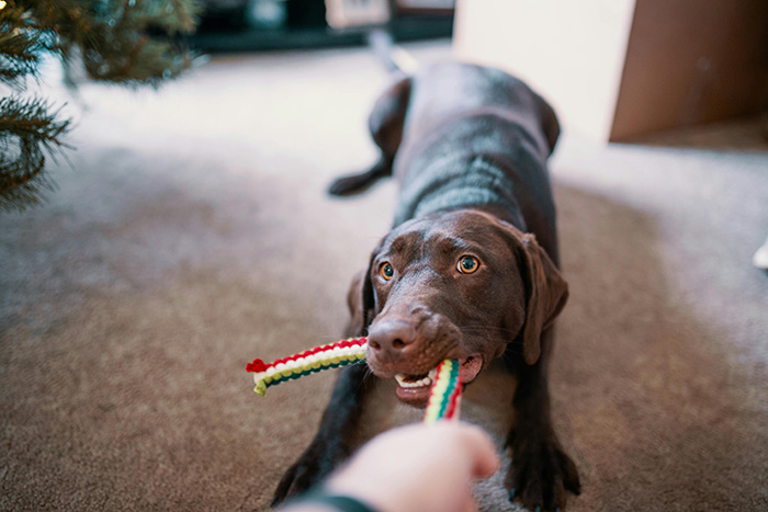 Chocolate Labrador playing tug of war indoors, exploring if dogs can be autistic like humans according to scientists. Chocolate Labrador playing tug of war indoors, exploring if dogs can be autistic like humans according to scientists.