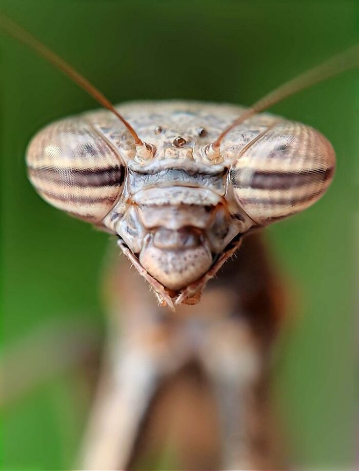 Close-up macro photo of a tiny insect showcasing intricate details in a hidden world of tiny creatures.
