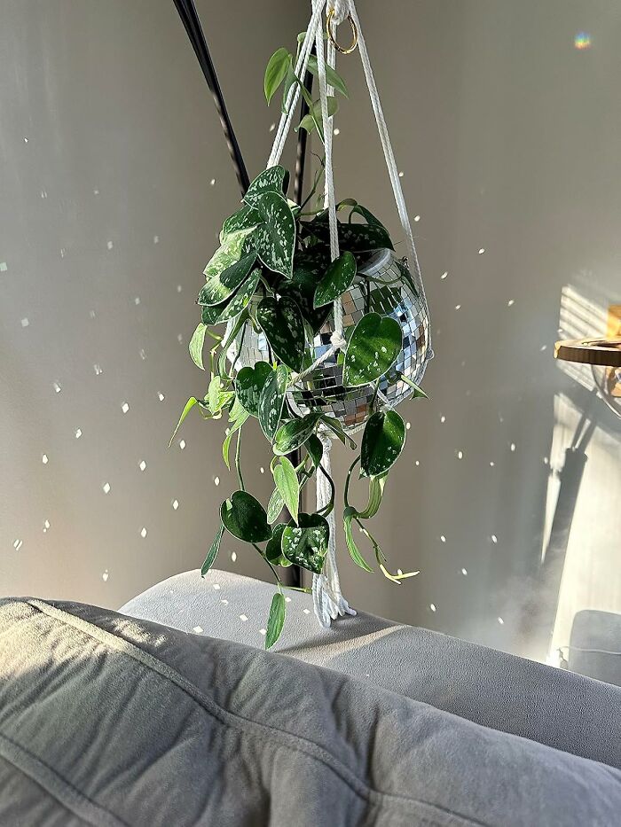 Your Houseplant Is About To Host The Hottest, Most Photosynthesizing Party On The Block In A Disco Ball Planter 