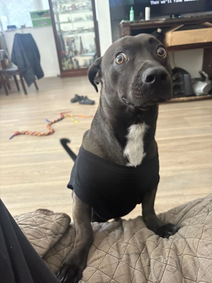 Awkward pet photo of a black dog with wide eyes wearing a black shirt, sitting indoors on a quilted blanket.