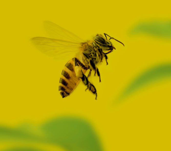 Close-up of a bee in flight against a blurred yellow background, capturing a moment of instant karma in nature.