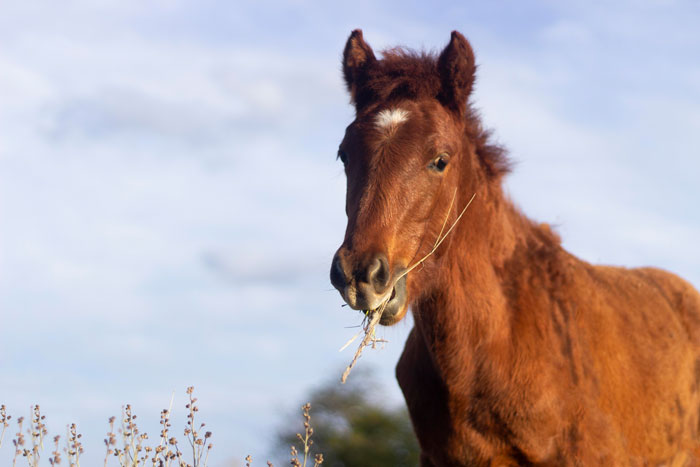 Young brown horse chewing grass in a field, capturing a funny patients’ comments vibe in hospitals and clinics concept.
