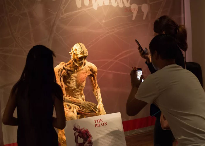 Visitors at a Las Vegas museum viewing a skinned human body exhibit labeled The Brain, capturing photos and observing closely. Visitors at a Las Vegas museum viewing a skinned human body exhibit labeled The Brain, capturing photos and observing closely.