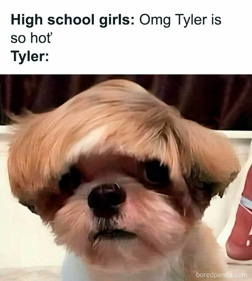 Funny animal meme showing a dog with a unique hairstyle under a caption about high school girls and Tyler.