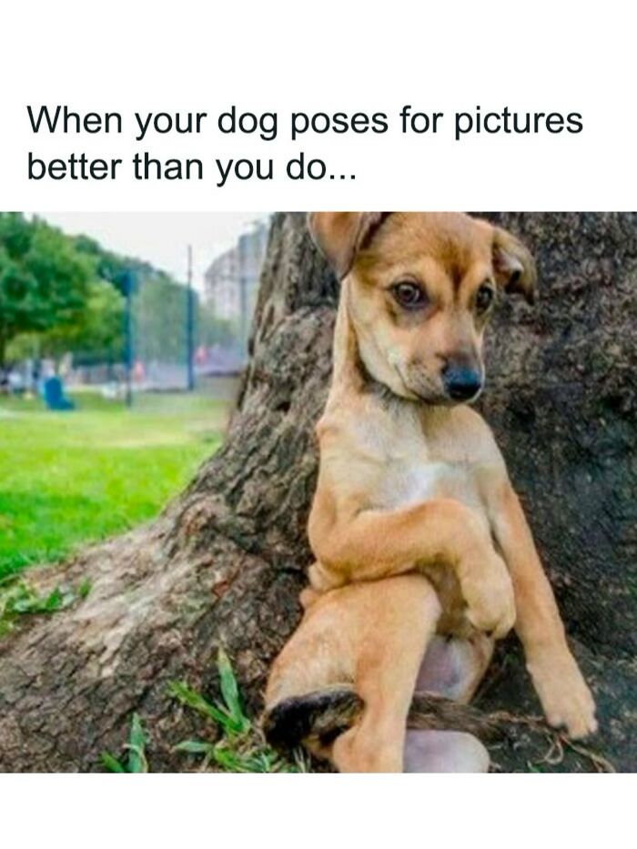 Cute dog posing by a tree with a humorous caption, perfect for funny and cute animal memes bringing positivity.
