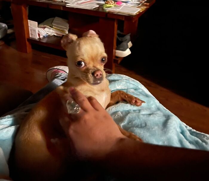 Small dog making a funny face while being petted on a blue blanket in a cozy home setting awkward pet photo