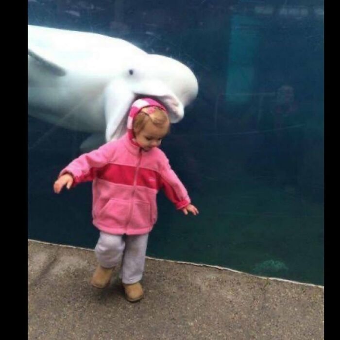 Child in pink jacket playing near a large white dolphin underwater, a funny and cute animal meme moment.