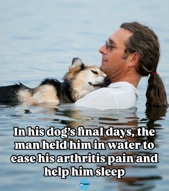 Man holding dog in water to ease arthritis pain, a touching moment featured in funny and cute animal memes.