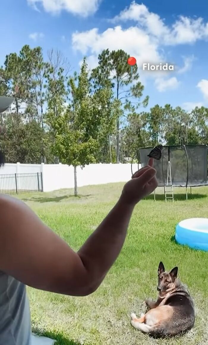 Person holding butterfly after a tiny wing transplant, saving the butterfly with a broken wing in a backyard in Florida.