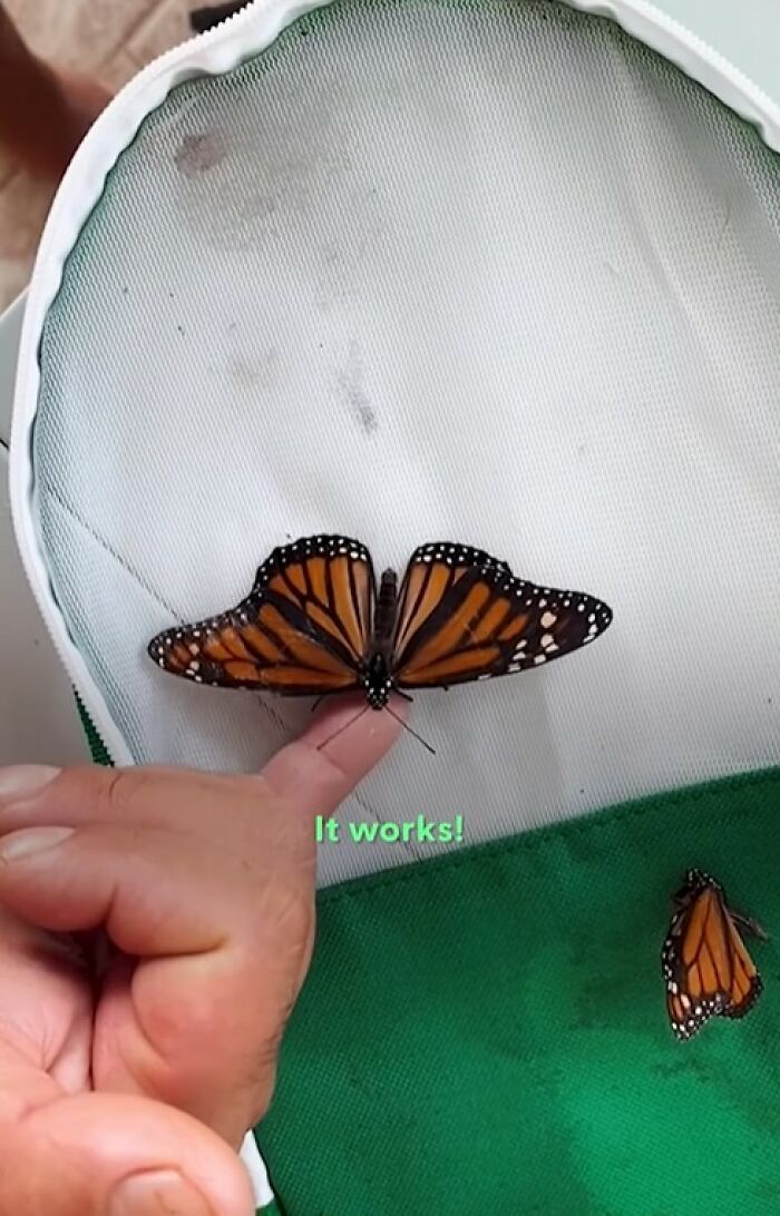 Monarch butterfly with repaired wing perched on a finger inside a mesh butterfly enclosure after wing transplant.