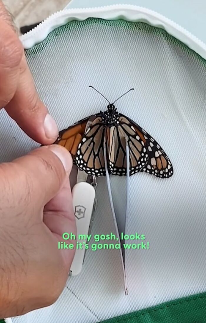 Person using tweezers to perform a delicate wing transplant on a butterfly with a broken wing for rescue.