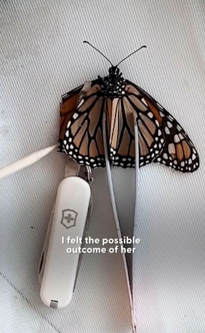 Couple performing a tiny wing transplant to save a butterfly with a broken wing using precision tools on a white surface.
