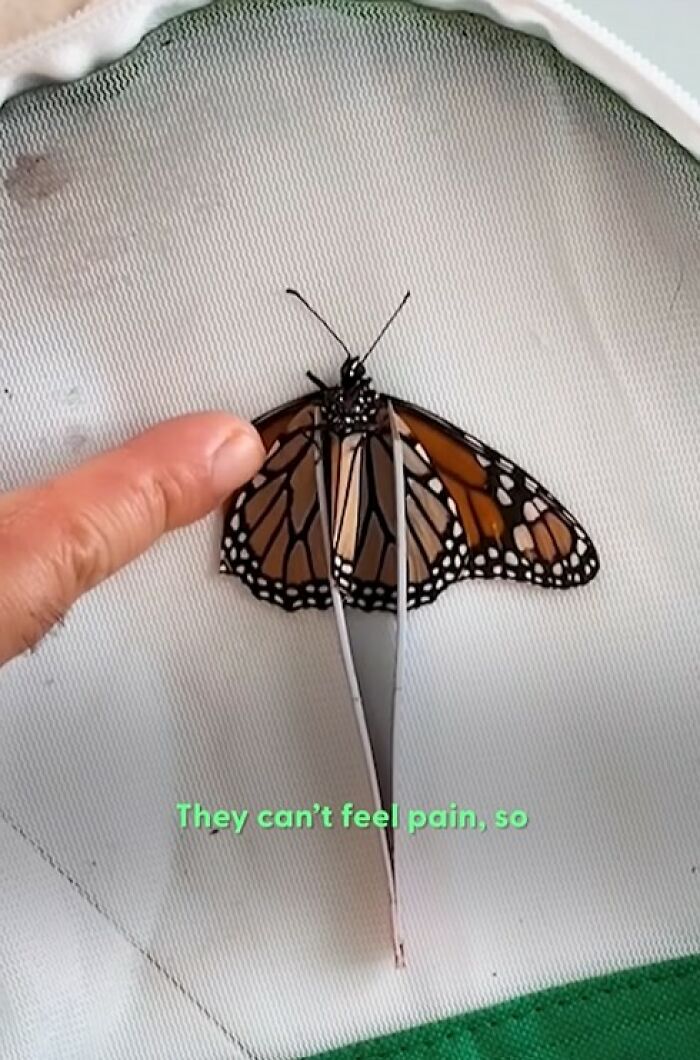 A couple performing a tiny wing transplant to save a butterfly with a broken wing using fine tweezers and gentle touch.