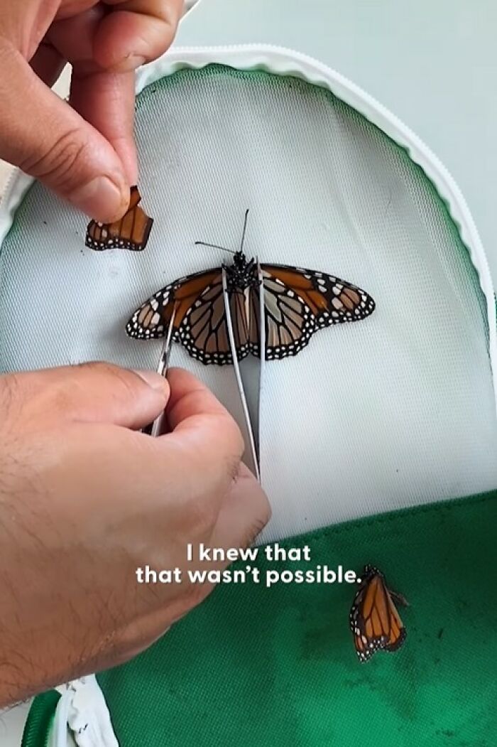 Hands performing a tiny wing transplant to save a butterfly with a broken wing inside a mesh enclosure.