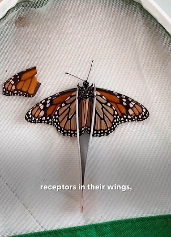Monarch butterfly with a broken wing undergoing a tiny wing transplant to save and restore its flight ability.