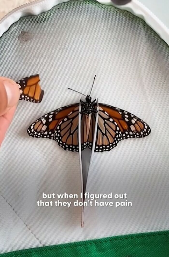 Couple performing a tiny wing transplant on a monarch butterfly with a broken wing inside a mesh enclosure.