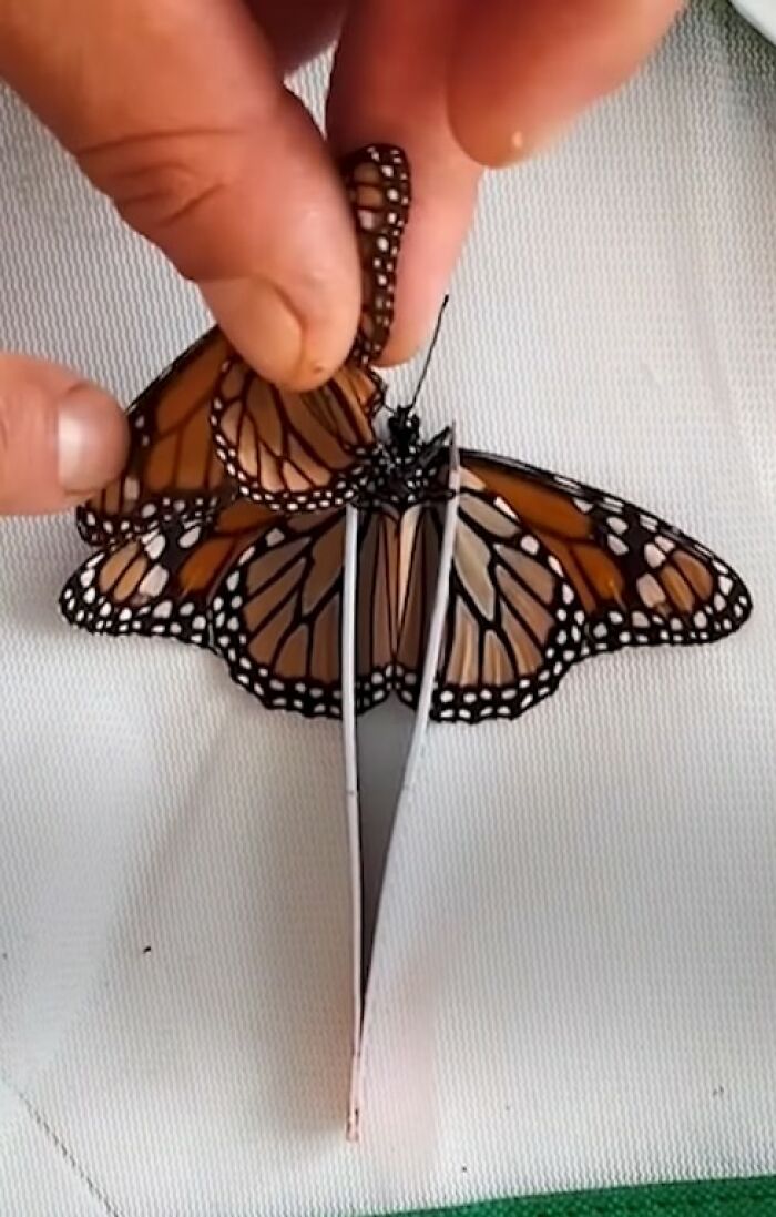 Hands carefully performing a tiny wing transplant on a butterfly with a broken wing to save it.