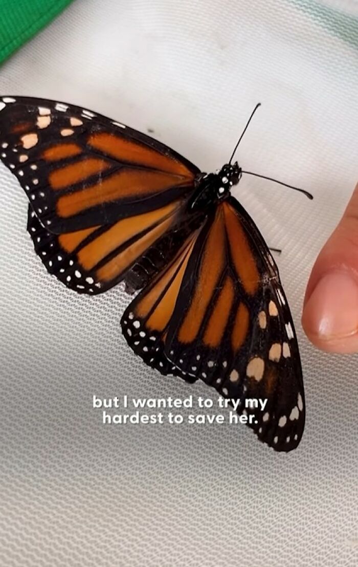Monarch butterfly with a broken wing held gently near a person's finger during a tiny wing transplant rescue effort.