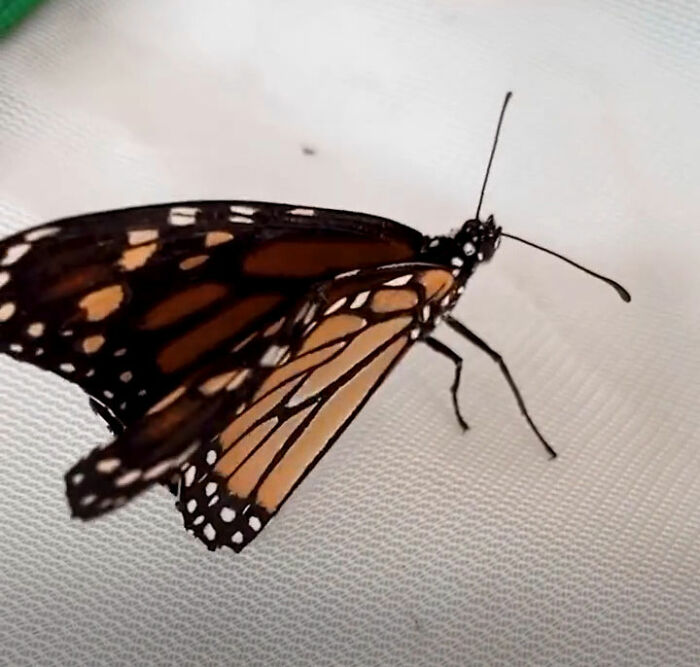 Butterfly with a broken wing resting on a fabric surface after a delicate wing transplant procedure by a caring couple.