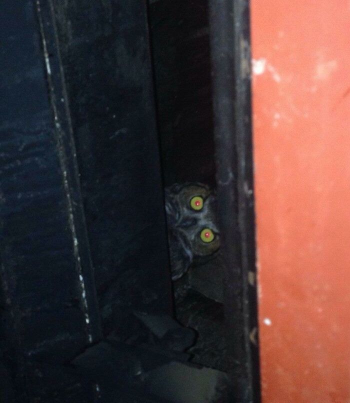 Owl with glowing eyes stuck between dark wooden panels and a red wall, captured in a low-light setting.