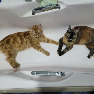 bairdbelinda021 avatar