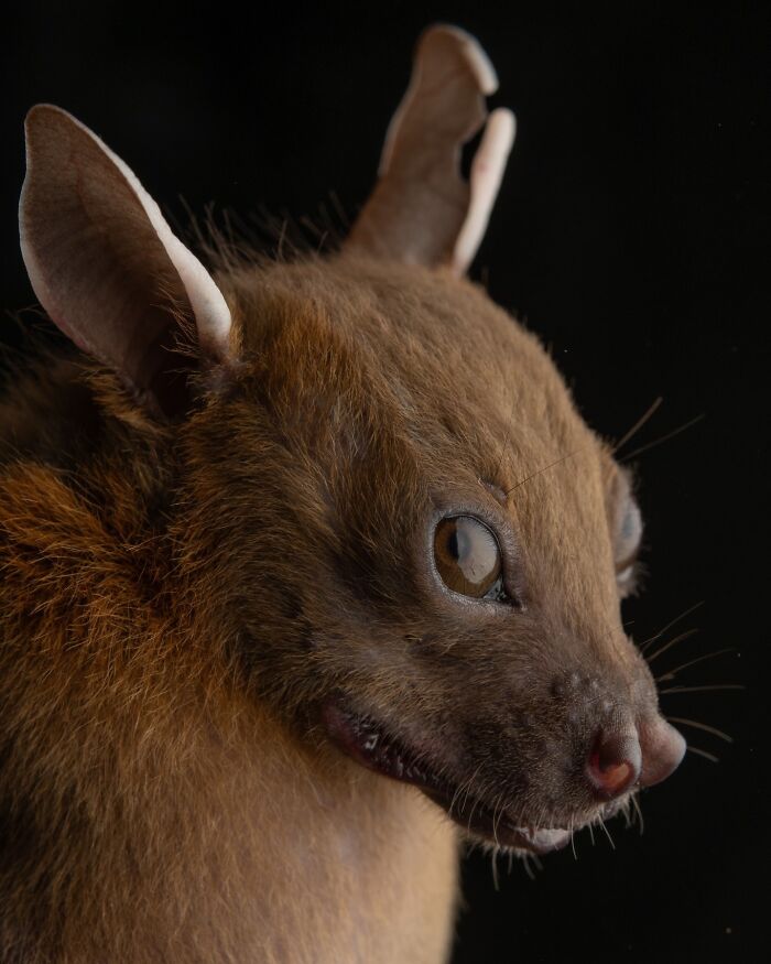 Close-up portrait of a bat showcasing striking features and revealing deep personalities in a dark background.