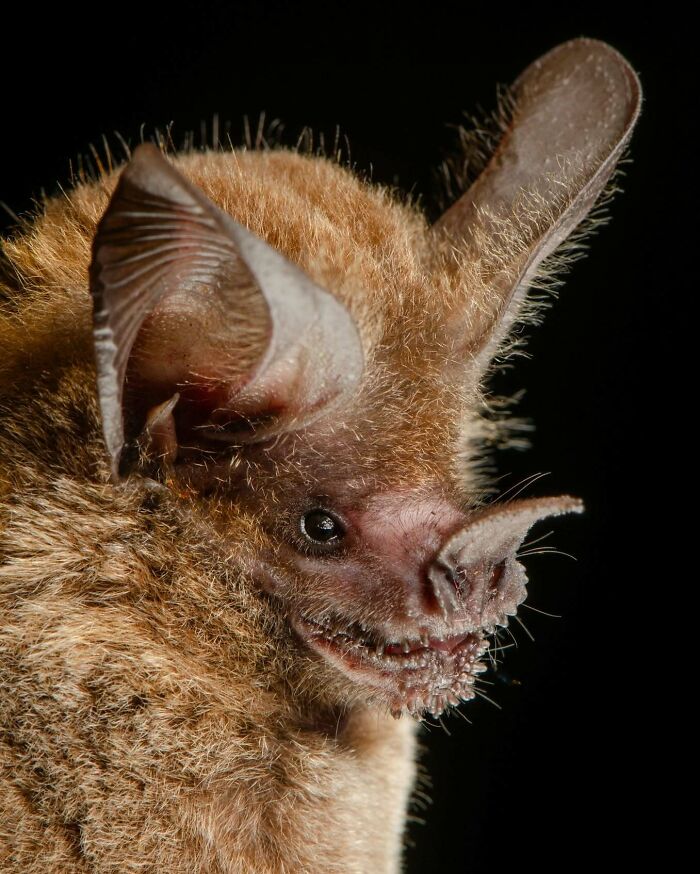 Close-up portrait of a bat showing detailed fur texture and unique facial features against a dark background.