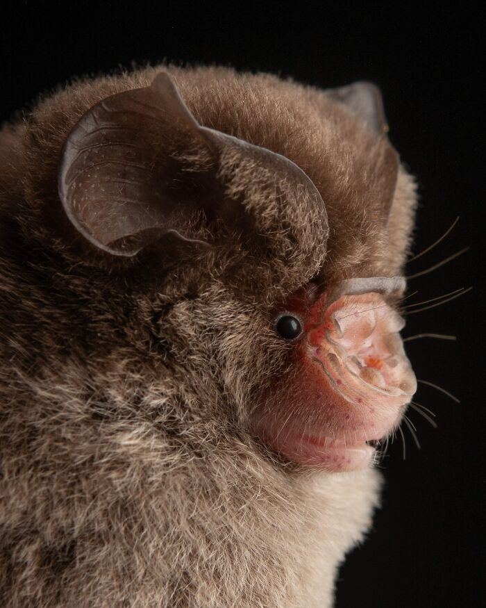 Close-up portrait of a bat revealing the deep personalities and unique features in striking detail.
