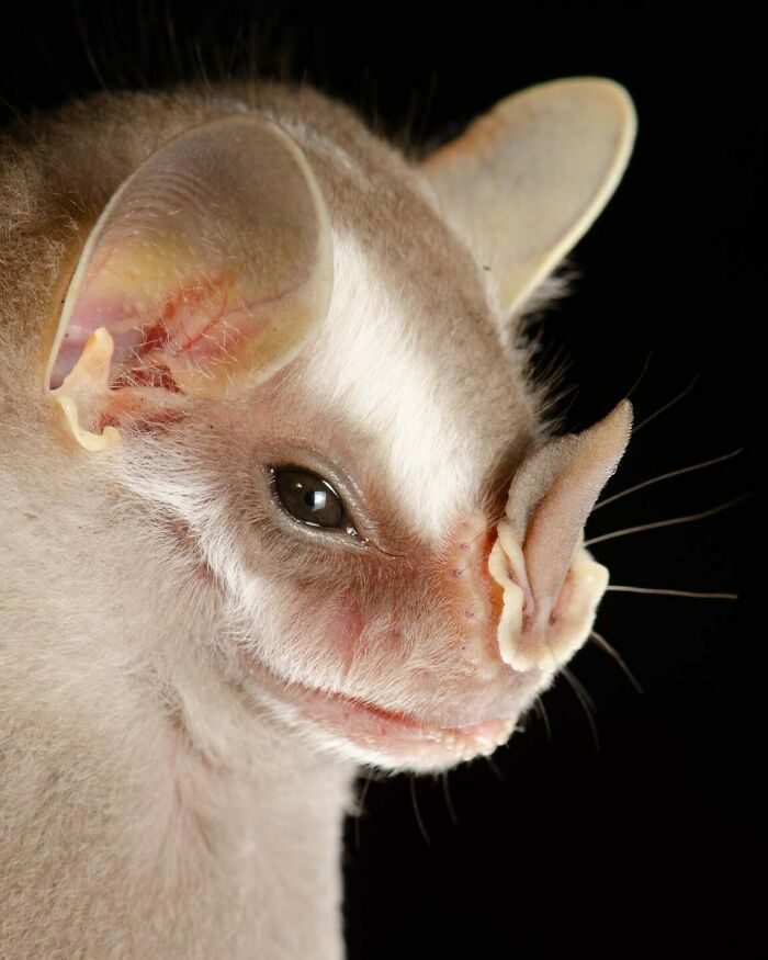 Close-up portrait of a bat showcasing its detailed facial features and deep personality against a dark background