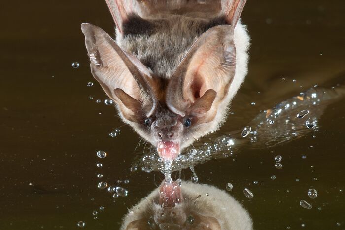 Close-up portrait of a bat drinking water at night, showcasing striking details and deep bat personalities.