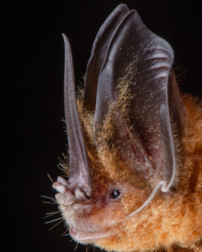 Close-up portrait of a bat showing its unique facial features and deep personality in low light.