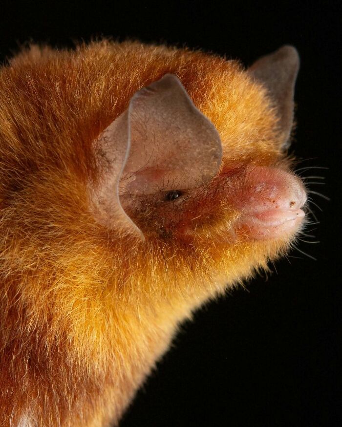 Close-up portrait of a bat showing detailed fur texture and facial features highlighting deep bat personalities.