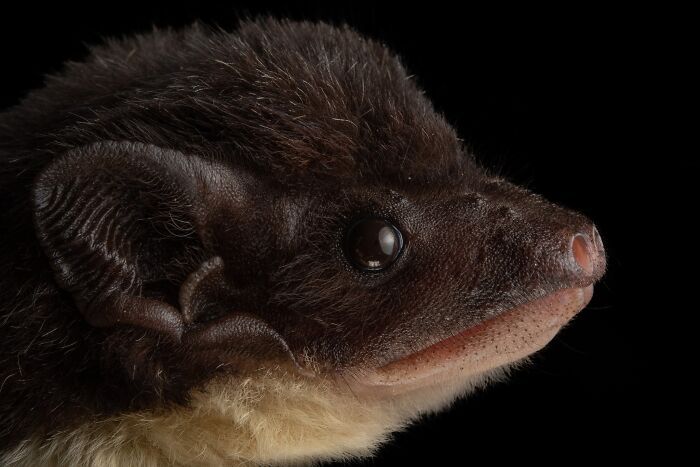 Close-up portrait of a bat showcasing its deep personality and detailed facial features against a black background