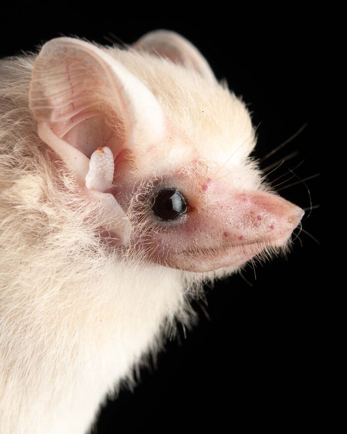Close-up portrait of a bat showing detailed facial features and deep personality against a black background.