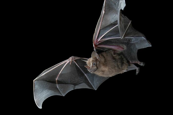 Close-up portrait of a bat in flight showcasing the deep personalities of bats against a black background.
