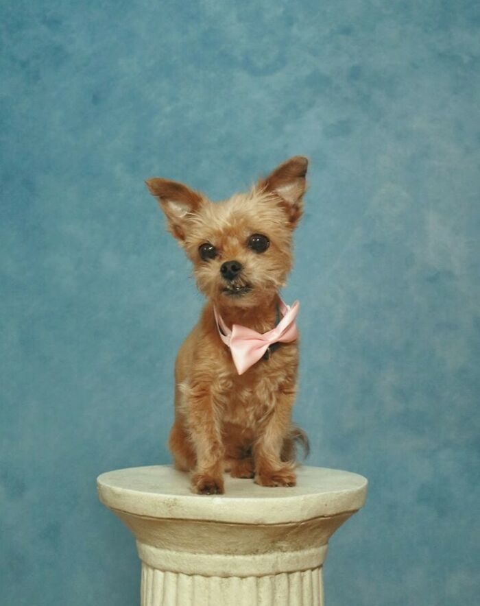 Small dog wearing a pink bow tie posing awkwardly on a pedestal in a studio with a blue background.