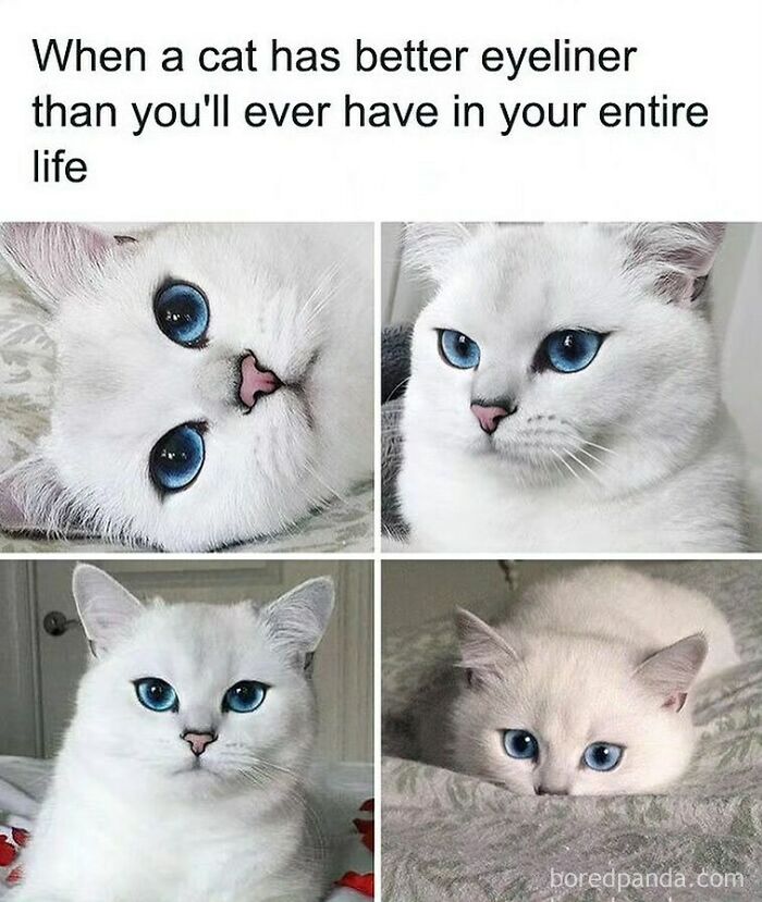 White cat with striking blue eyes resembling perfect eyeliner, featured in makeup, fashion, and diva life memes.