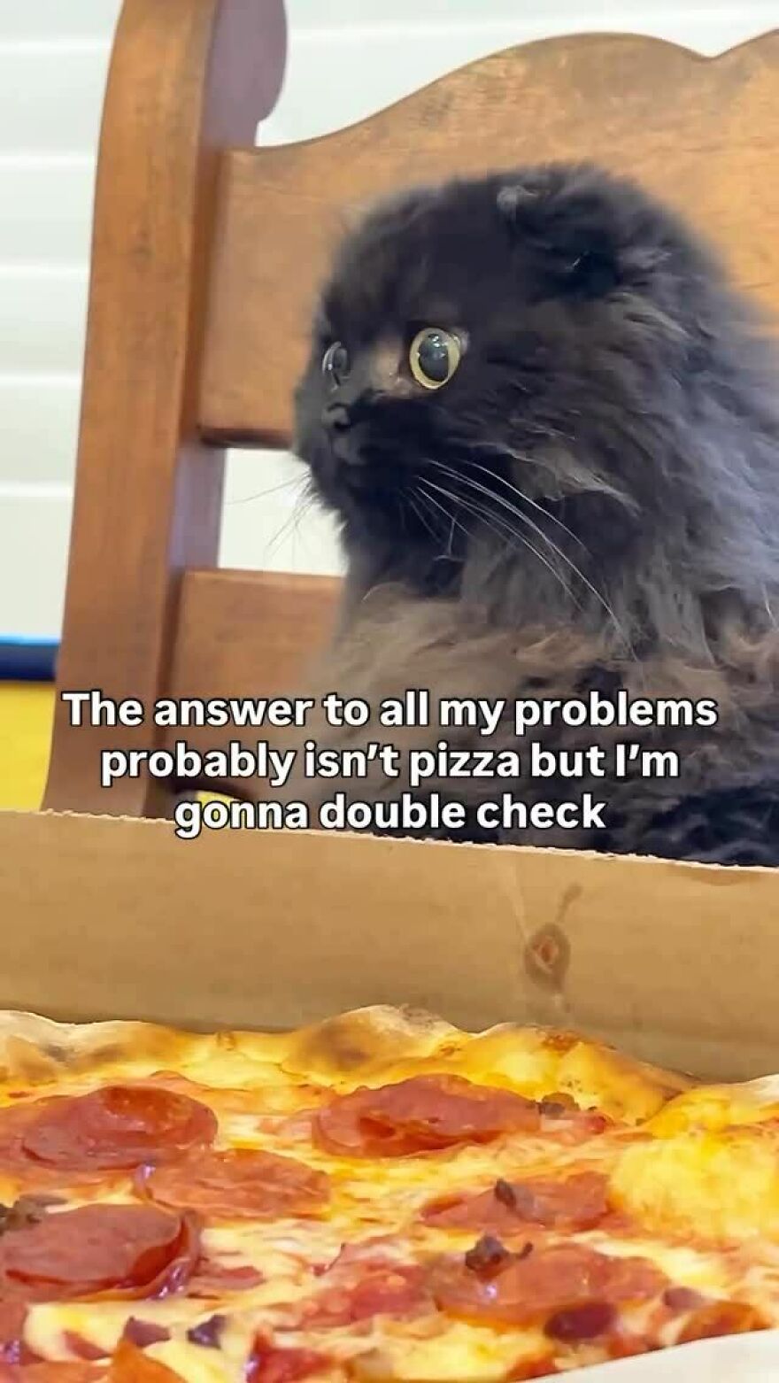 Fluffy black cat staring at a pepperoni pizza with funny animal memes caption about pizza and problems.