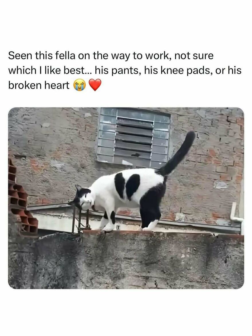 Black and white cat with unique markings on a wall in a funny animal meme to bring light to your day.