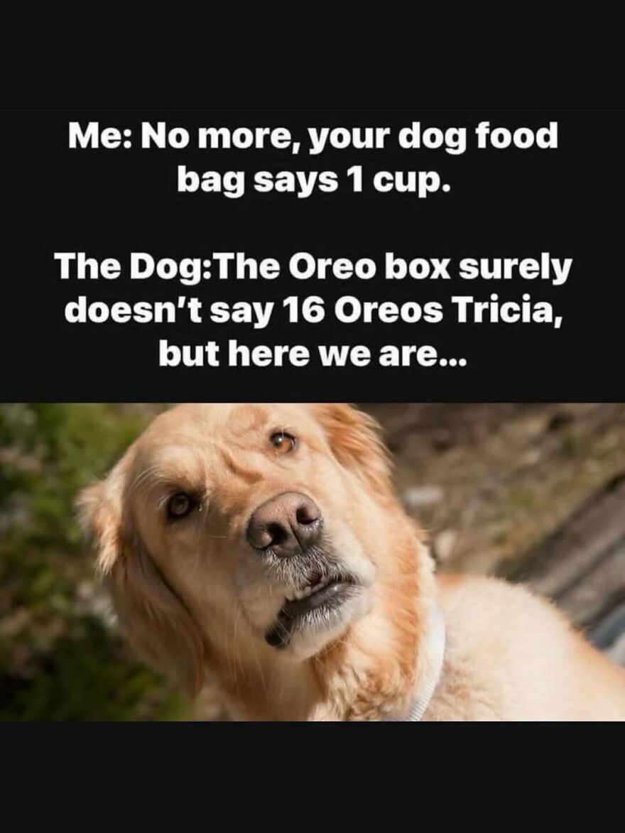 Funny animal meme with a golden retriever looking confused about eating Oreos instead of dog food.