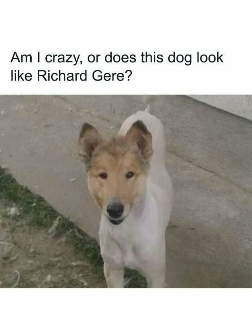 Funny animal meme of a dog with a face resembling a person, showcasing humor in funny animal memes.